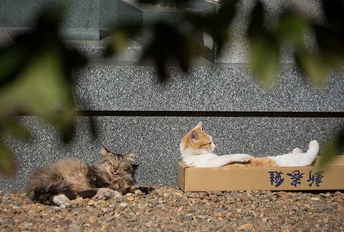 必死すぎるネコ