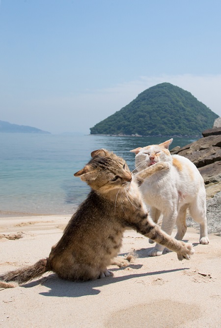 必死すぎるネコ