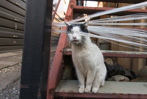 必死すぎるネコ