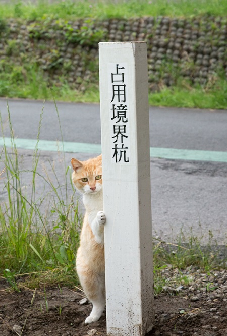 必死すぎるネコ