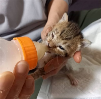 新玉旅館クラウドファンディング