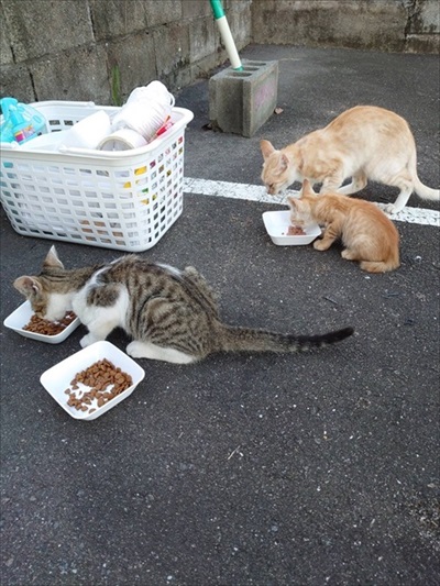 新玉旅館クラウドファンディング