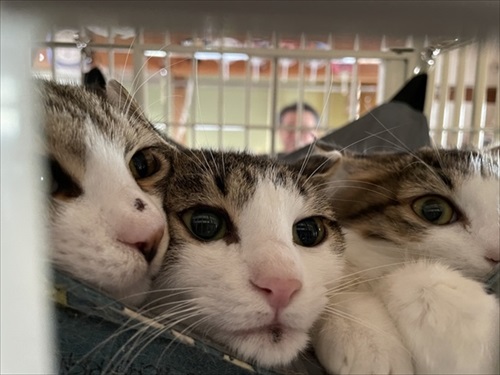 新玉旅館クラウドファンディング