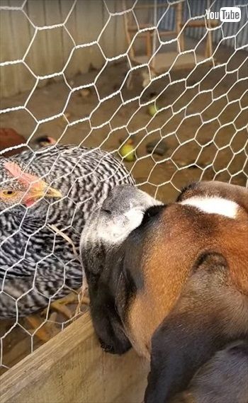 ニワトリを眺めるワンちゃん