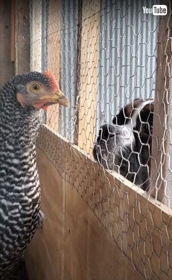 ニワトリを眺めるワンちゃん