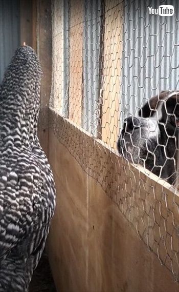 ニワトリを眺めるワンちゃん