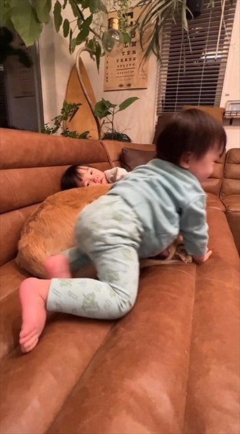 子どもたちに踏まれても怒らないゴールデン