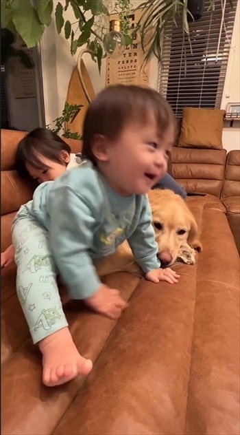 子どもたちに踏まれても怒らないゴールデン