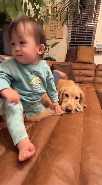 子どもたちに踏まれても怒らないゴールデン