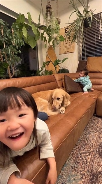 子どもたちに踏まれても怒らないゴールデン