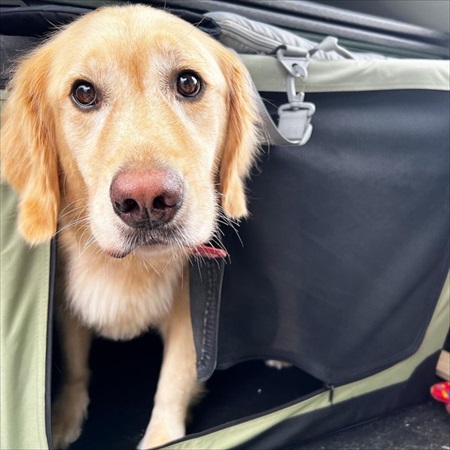 子どもたちに踏まれても怒らないゴールデン