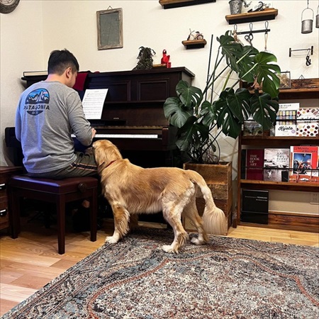 子どもたちに踏まれても怒らないゴールデン