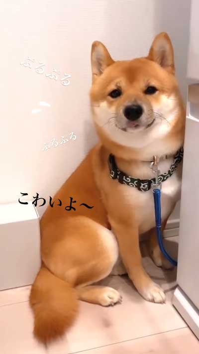 花火の音を怖がる柴犬