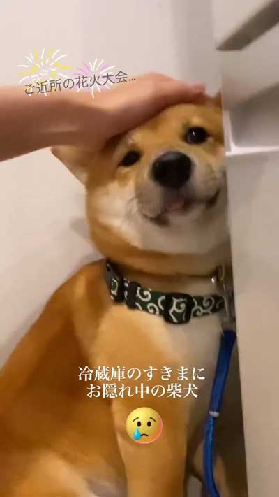 花火の音を怖がる柴犬