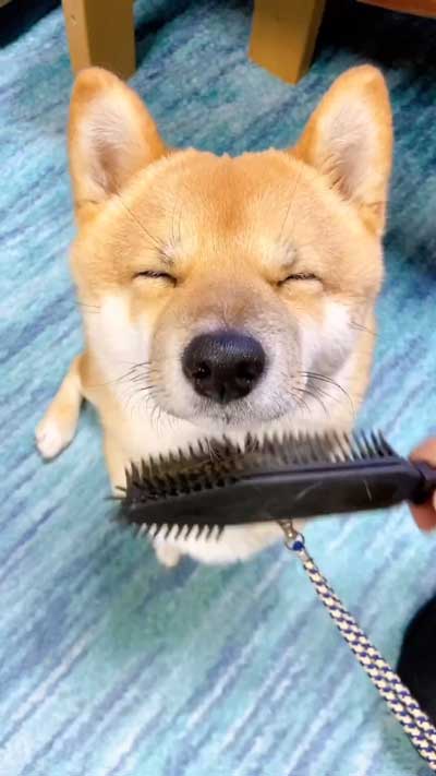 花火の音を怖がる柴犬