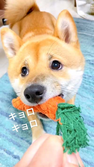 花火の音を怖がる柴犬