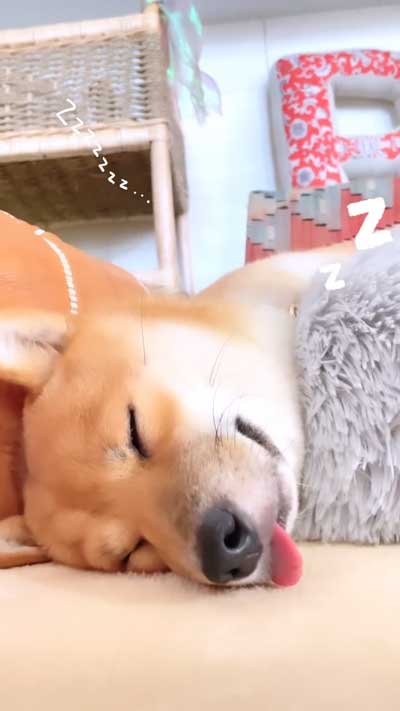 花火の音を怖がる柴犬