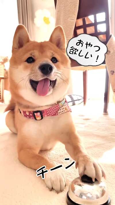 花火の音を怖がる柴犬