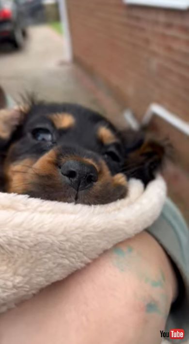 孫の子犬サプライズにばあば感動