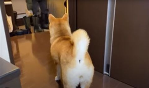 お見送りするワンコ