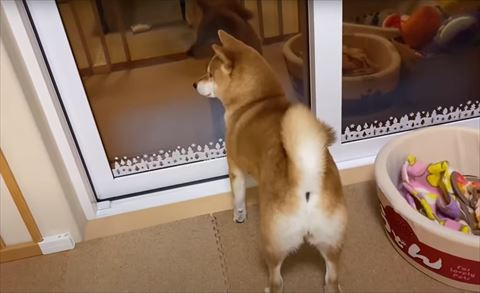 窓から外見るワンコ後ろ姿