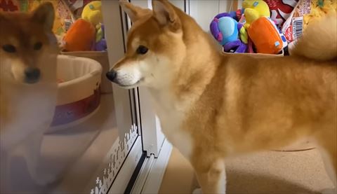 4足立ちで窓みるワンコ