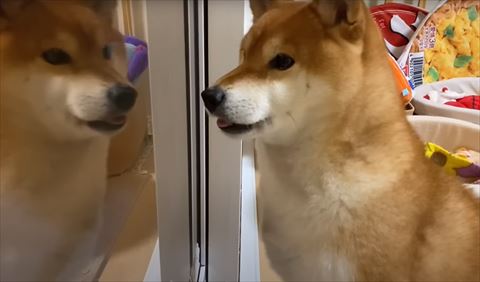 窓辺でお座りして鳴いてるワンコ