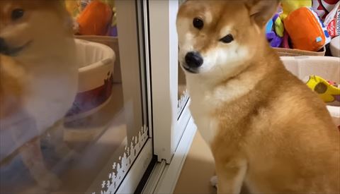 振り返りワンコ