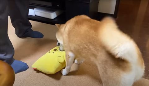 お父さんの足元で枕かむワンコ