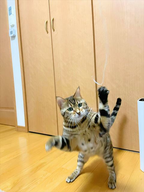 遊んでる猫