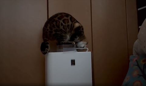 タンクを口で取り出そうとする猫