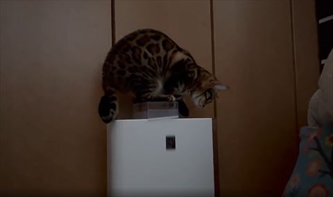 前足をあげてタンクを見つめる猫