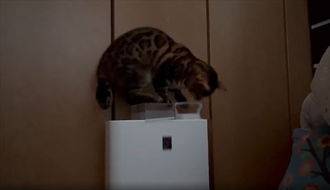 タンクに前足引っかける猫