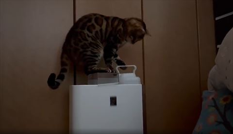 タンクを持ち上げる猫