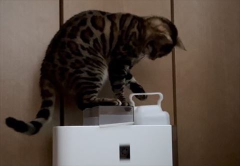 タンクを持ち上げる猫アップ