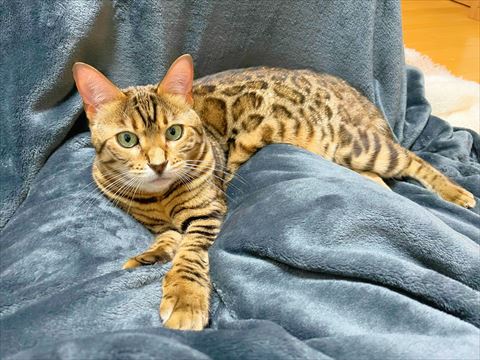 毛布の上にいる猫