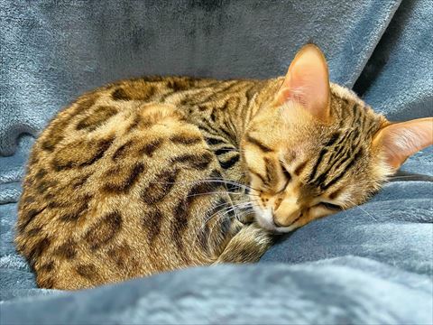 もうふの上で寝てる猫