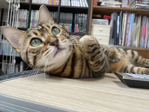 前足をなめてた猫