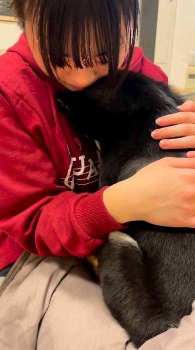 甘える柴犬