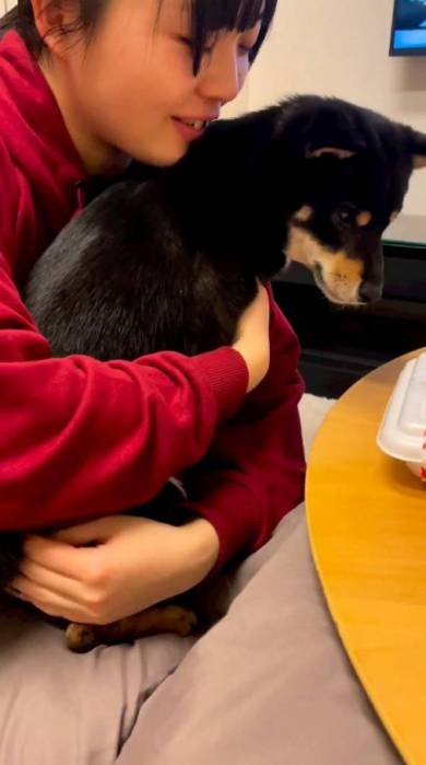 甘える柴犬
