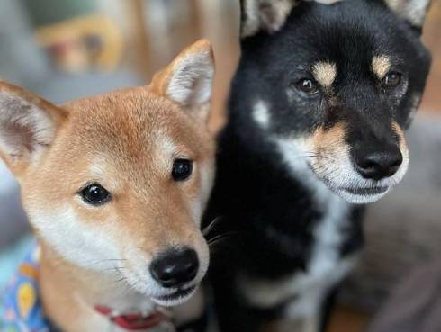 甘える柴犬