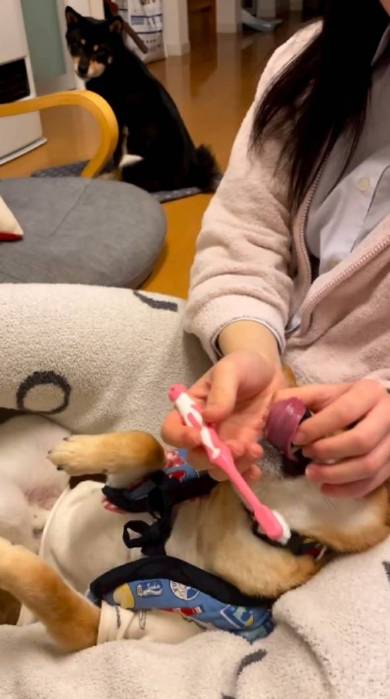 甘える柴犬