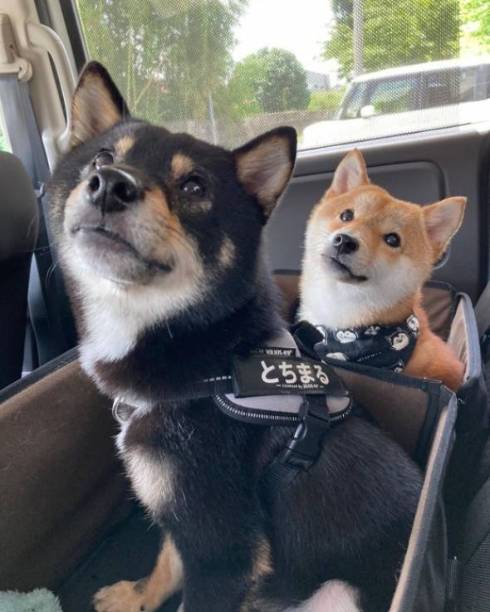 甘える柴犬