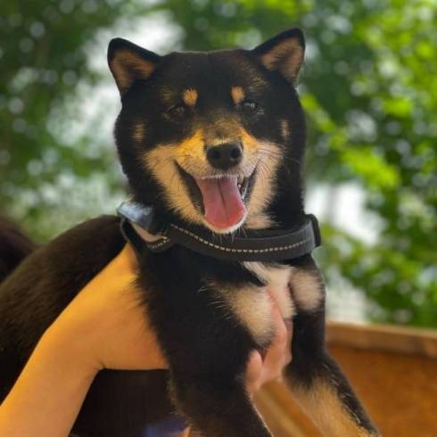 甘える柴犬