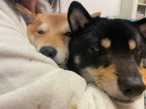 甘える柴犬