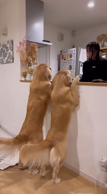 尻尾フリフリワンちゃん