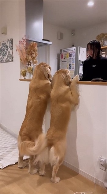 尻尾フリフリワンちゃん