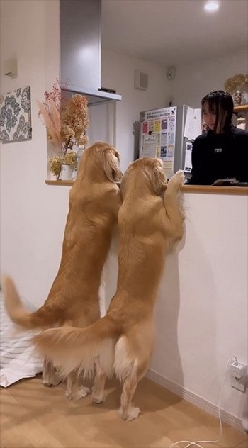 尻尾フリフリワンちゃん