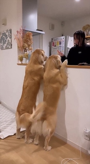 尻尾フリフリワンちゃん