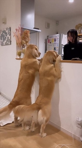 尻尾フリフリワンちゃん